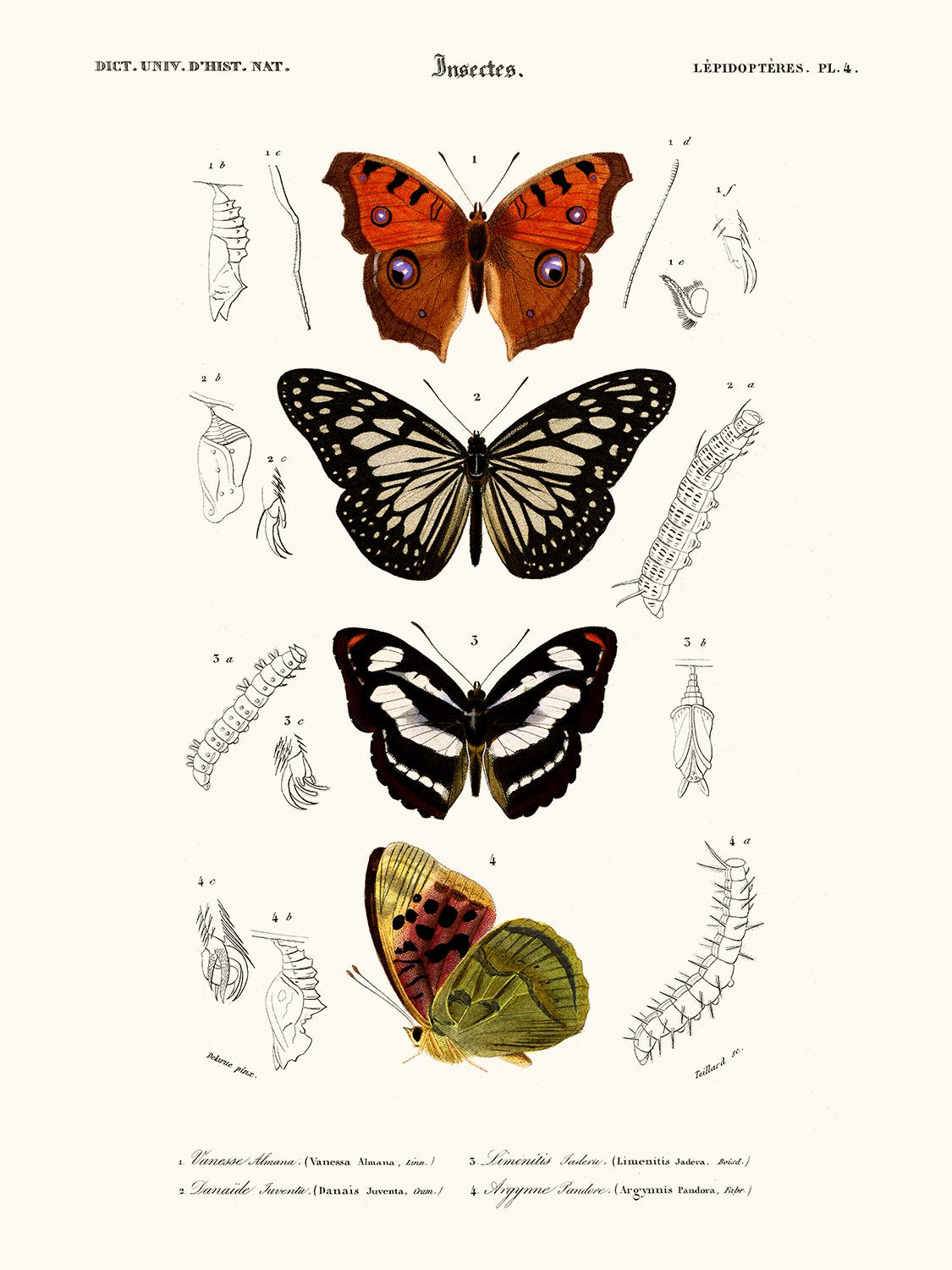 AFFICHE PAPILLON VANESSE